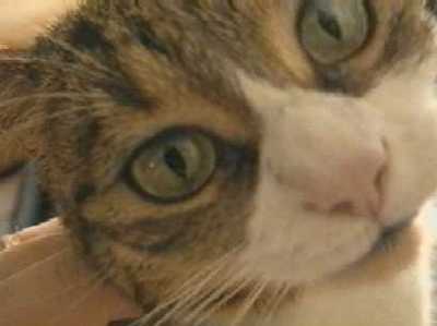 Vivent les chats !